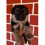 Cachorro Pastor Alemán Med,bog,cali Animal Pets Colombia 