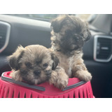 Cachorros Shihtzu