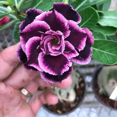 Adenium Rosa Del Desierto Triplete Mas Abono | MercadoLibre