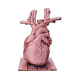 Réplica Coração - Medicina - Impressão 3d