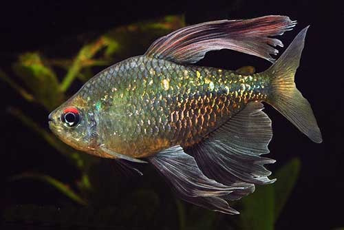 Peixe Tetra Diamante (lote Com 3 Peixes)