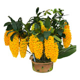 Orquidea Pendente Densiflorum Dendrobium Muda Adulta Promoçã