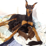 Cachorros Doberman 