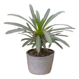 Pachypodium (palmera De Madagascar)