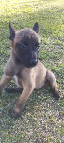 Cachorro Pastor Belga Malinois Animal Pets Colombia 