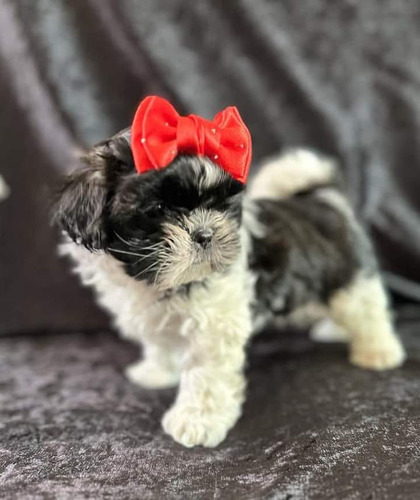 Shih Tzu Cachorros Shih Tzu Miniatura