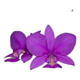 Orquidea Cattleya Nobilior Tipo H.i Planta Adulta Rara
