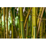 100 Semillas De Bambú Chino + Instructivo 