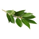 Laurel Mexicano ( Arbol ) 60 A 70 Cm Condimento De Aroma 