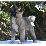 Akita Americano Cachorros