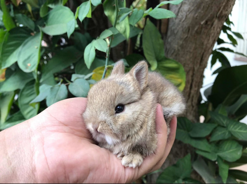 Coelho Anão Netherland Dwarf