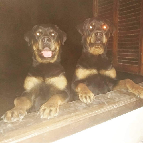 Rottweiler Filhotes Gigantes 