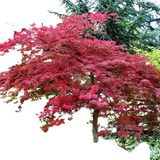 Maple Japones ( Arbol ) Acer Palmatum 1.40m , Arce Japones