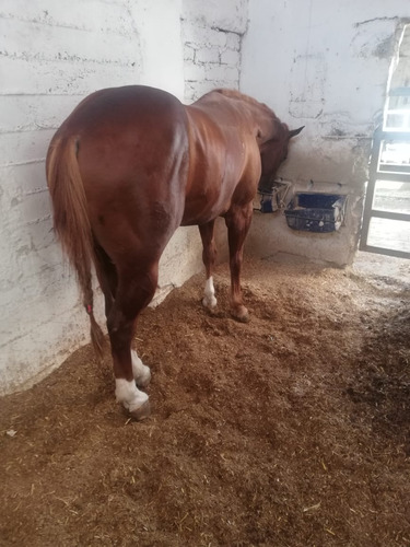 Hermoso Caballo Garañon Cuarto De Milla 