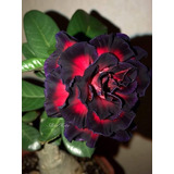  Adenium  Rojo Black, Rosa Del Desierto