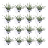 36 Peças De Suporte Para Plantas Aéreas, Vaso Tillandsia Air