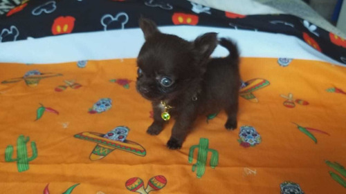 Chihuahua Femea Micro Pelo Longo  