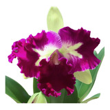 Orquídea Cattleya Prem Dou Fang - Adulta Linda