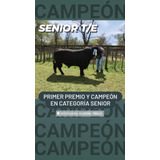 Toro Angus Puro De Pedigree