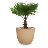 Vaso De Plantas Grande Porte Palmeira Coqueiro Anão 60x56 R