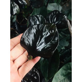 30 Semillas De Anthurium Black