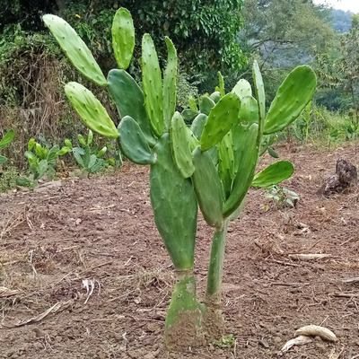 Nopal Verdura 25 Pencas Para Plantar