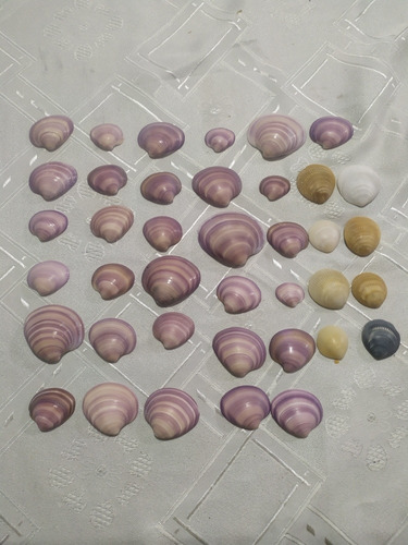 31 Almejas Purpura De La Costa Concha Marino Caracol Lote 3