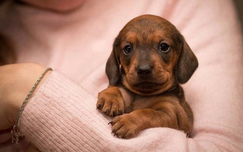 Cachorros Salchicha Mini Mini              90