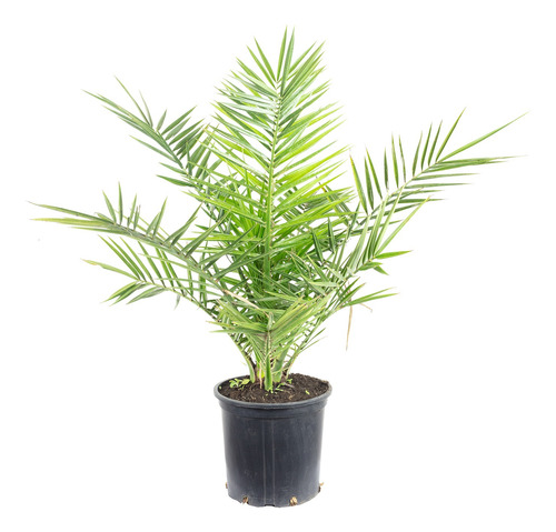 Palmera De Senegal  ( Phoenix Reclinata ) , Exclusivas !