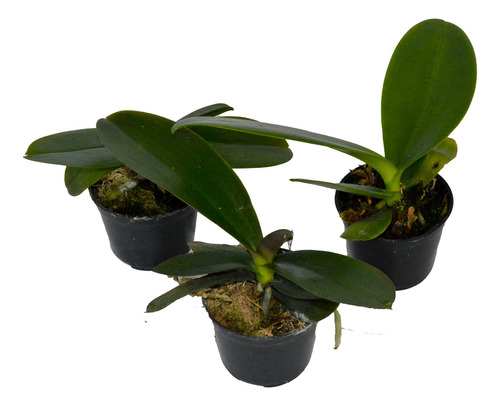 Pacote 10 Mudas De Orquidea Phalaenopsis Lindas Sortidas