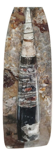 Ortocera Semipreciosa Amber & Stones Fosil 450g