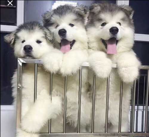 Alaska Malamute Cachorros Los Mas Hermosos