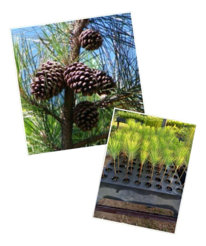 Pinus Elliotti 100 Mudas