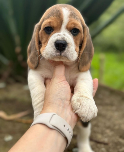 Cachorros Tricolor Beagles Vacunados 