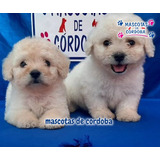 Venta De Cachorros French Poodle En Xalapa Veracruz