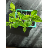 15 Semillas Carolina Reaper Aji