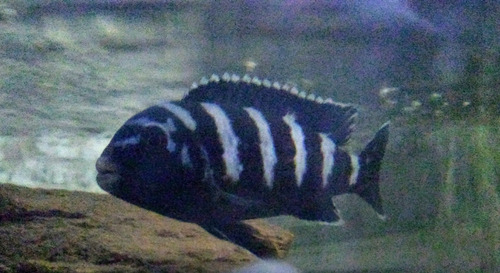 Pseudotropheus Demasoni. Cíclidos Africanos Lago Malawi 