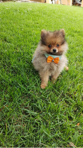 Lulu Da Pomerania Anao