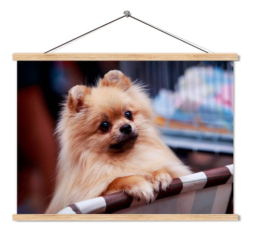 Poster Pergamino Tierno Perrito Pomeranio 60x90cm