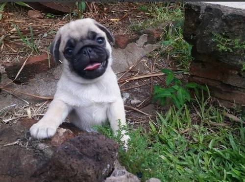 Pug Cervato  Graciosos  Cachorros 