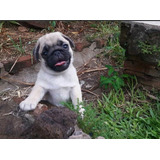 Pug Cervato  Graciosos  Cachorros 