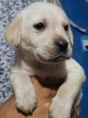 Cachorro Labrador 100% Puro Y Hermoso.