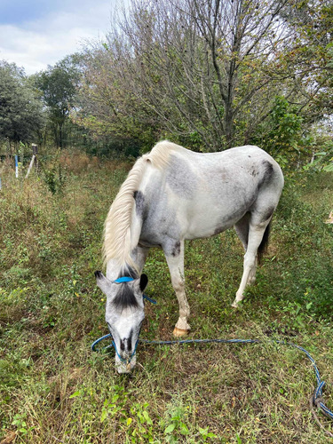 Vendo Caballo Muy Manso