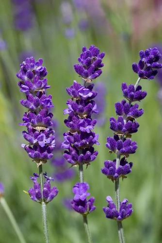 Lavanda Angustifolia Paq 4 Pzas Var. Hidcote Envió Gratis