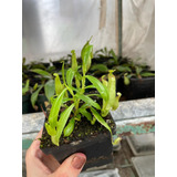 3 Nepenthes Vitroplant: Eustachya, Vieillardi, Hookeriana