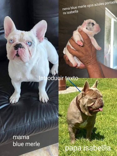 Bulldog Franses Hembra Merle 