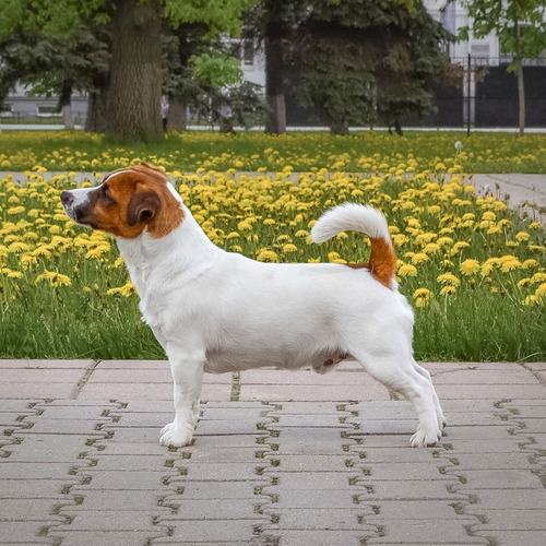 Filhotes Espetáculo - Jack Russell