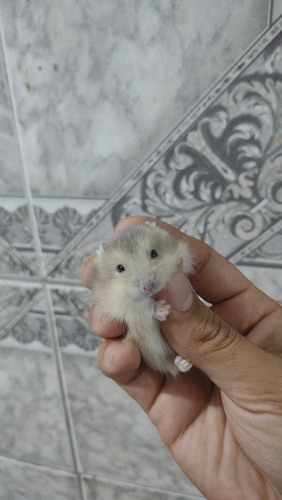 Hamster Russo Padrão Saphira - Entrega 