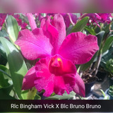 Cattleya (rlc Bingham Vick X Bruno Bruno) Orquidea Adulta