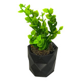 Vaso Para Plantas Mini Suculentas - Com Plantas